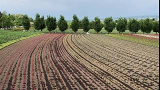 Japan Hokkaido - Farm Tomita at Furano (Jun 2019)