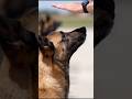 Tactical K9 Action#germanshepherd#k9dog