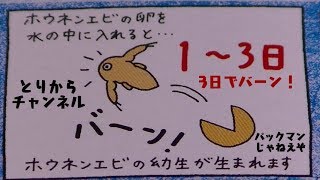 ホウネンエビ飼育に初挑戦。【豊年エビ】