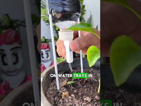 Reviving Your Garden Post-Vacation