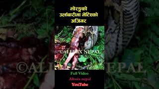 Big python nepal