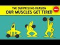 The surprising reason our muscles get tired - Christian Moro