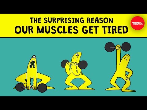 The surprising reason our muscles get tired - Christian Moro