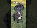 Ham says it is time  canecorso bulldog lionking parody bestfriend socialmedia cutedog ham