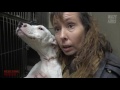 OMG! 8 Starving Abandoned Puppies Rescued! Rescuing Rogue - Howl & Hope For DoDo Dogs