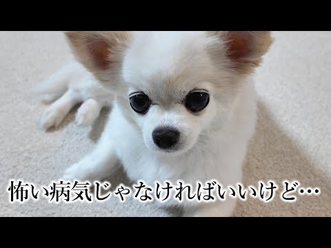 11歳のチワワの手に突然「イボ?」ができました。