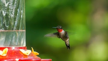 60 Hummingbirds at my feeder?! Calculating bird numbers