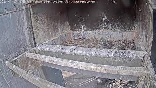 Webcam Slechtvalken