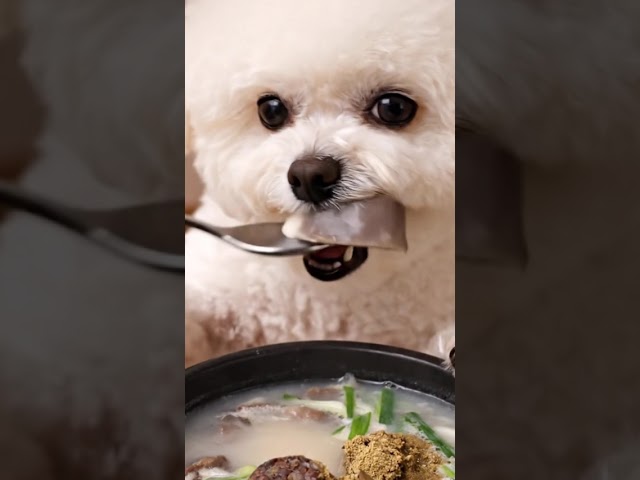 【ASMR】Eating Traditional Korean Soondae Soup 🍲 | 絶品スンデスープ순댓국 #puppy #咀嚼音揚げ物 #pets #설날떡국