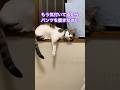 主「そう、人間ではないと言う事に（キリッ）」#shorts #猫のいる暮らし #保護猫 #猫のいる生活 #風呂上がり