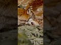 الذئب الأحمر أندر ذئب في العالم الذئب الأحمر أندر ذئب في العالم