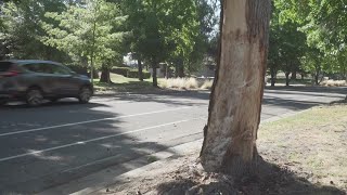 Man killed, child hurt after crashing into tree in Sacramento | Top 10