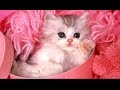 Cute Kittens - A Funny And Cute Kitten Videos Compilation 2017 [BEST OF]