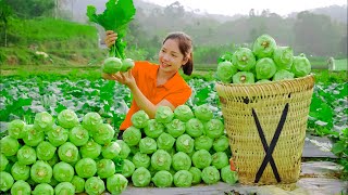 How To Harvesting 10 Days Kohlrabi Goes To Market Sell - Gardening - Han Harvesting