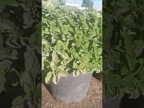 فيديو: العناية بالزعتر الصوفي - كيفية زراعة نباتات الزعتر الصوفي