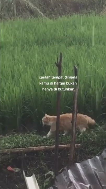 carilah dimana tempat kamu di hargai ❤️🥀#story