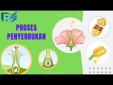 Video: Kapan penyerbukan terjadi pada tumbuhan?