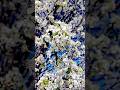 Blossom🌸 #shorts #viral #music