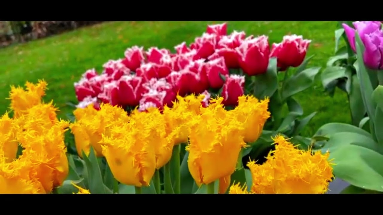 Are Two Lips Better Than Tulips 2022 Edition - YouTube