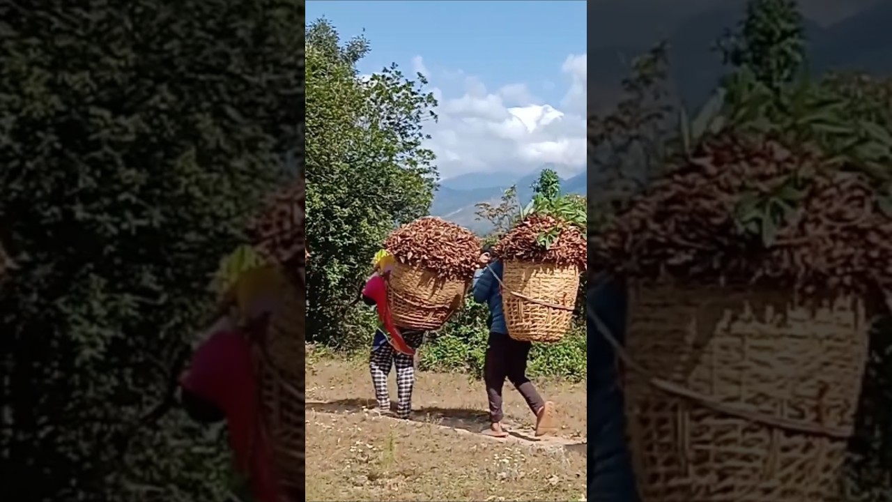 The Unique Economy of Nepal (and the Leaf Collectors Who Sustain It)
