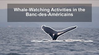Whale-Watching Activities in the Banc-des-Américains