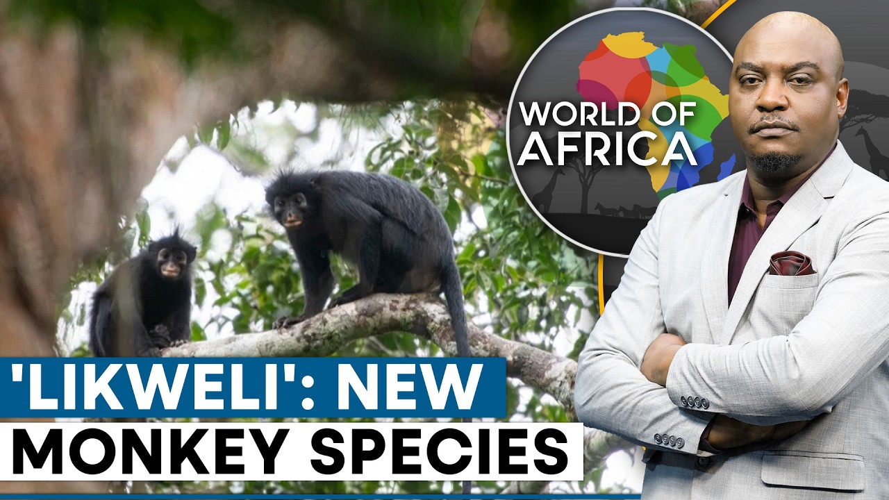 Discovery of Colobus Congoensis: A New Monkey Species in Africa