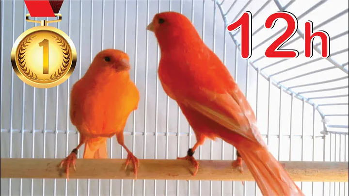 Red Canary 12h Training Song
