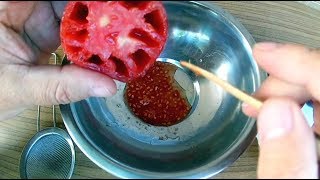 Как правильно собрать и сушить семена томатов