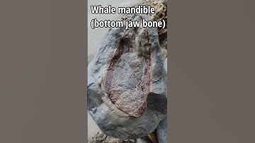 Giant fossil jawbone #fossil #whale #jawbone