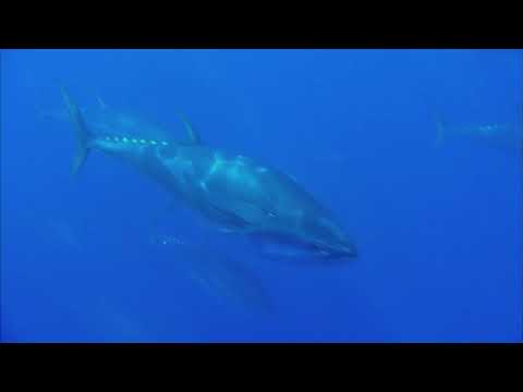 Видео: Можно ли выращивать голубого тунца?