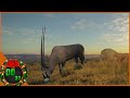 Returning To Africa! Call Of The Wild