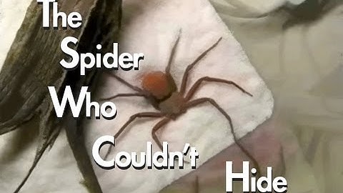 The Spider Who Couldn