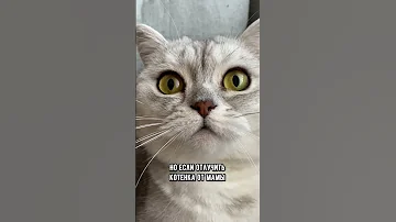 Переживает ли кошка, когда у неё забирают котят #кот #коты #shorts