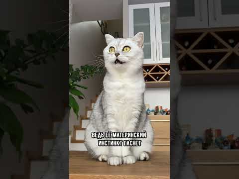 Видео: Раздавит ли моя кошка своих котят?