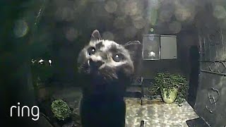 No Superstition Here! Neighborhood Cat Comes By To Say Hello Via Ring Video Doorbell | RingTV Resimi