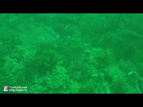 spearfishing hogfish grouper in carabelle