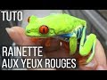 TUTO Rainette aux yeux rouges - Maintenance, installation, reproduction