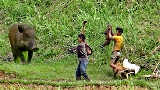 SPESIAL❗KUMPULAN VIDEO BERBURU BABI HUTAN, SERU | AMAZING | Top 51|