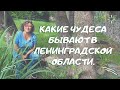 Пальмы, туевики и ... какие чудеса бывают в Ленинградской области.