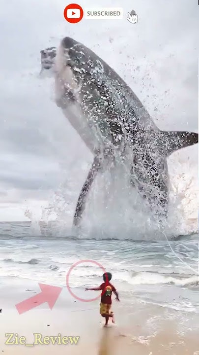 SHARK ATTACK HUMANS #shorts #shark #yearofyou - YouTube