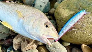 Picking em off! Multi Species Surf Fishing w/ Lucky Craft Flash Minnow 110