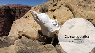 26 Osmoregulation