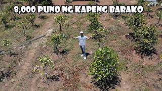 Farm Na May 8,000 Na Puno Ng Kapeng Barako