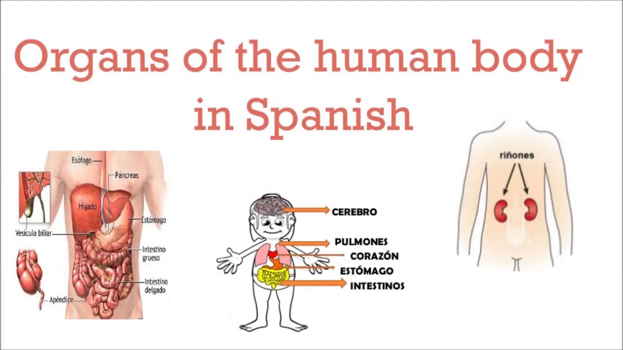 Organs Of The Human Body In Spanish Lessons In Spanish Organos Del Cuerpo Humano Youtube