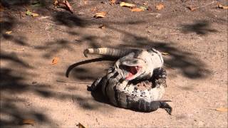 Tulum, Mexico - Black Spiny Tailed Iguana Tulum, Mexico - Black Spiny Tailed Iguana
