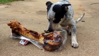 Product Review: Jack&Pup Premium Grade Roasted Meaty Beef Mammoth Femur Bone
