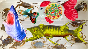 Kem Ốc review bộ đồ chơi câu cá ranchu. Cá thủy quái cắn cá mập, cá bảy màu, cá beeta, cá chuột, cua