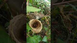 Download Lagu Ternak Burung ciblek di aviary#burungmasteran #aviarimini #ciblekkristal cibleksemi# MP3 Download Lagu Ternak Burung ciblek di aviary#burungmasteran #aviarimini #ciblekkristal cibleksemi# MP3