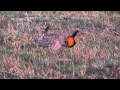 Greater Prairie-Chicken Courtship Display