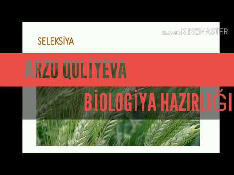 Video: Somatik hibridləşmədə növbəti protoplastlar birləşir?